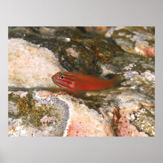 Kleine rote Fische Poster (Vorne)