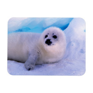 Kleine Sattelrobbenjunge bedeckt mit Schneeflocken Magnet