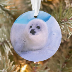Kleine Sattelrobbenjunge bedeckt mit Schneeflocken Ornament