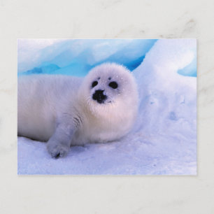 Kleine Sattelrobbenjunge bedeckt mit Schneeflocken Postkarte