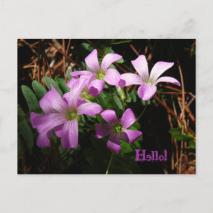 Kleine Schätze Postkarte