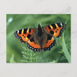 Kleine Schildkröten, Aglais urticae Postkarte