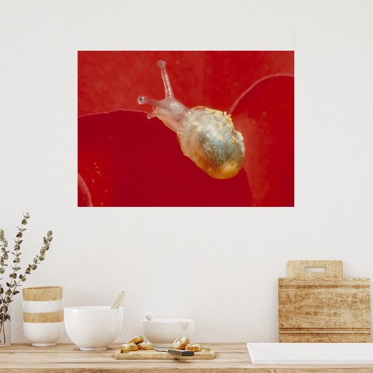 Kleine Schnecke Poster (Küche)