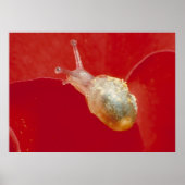 Kleine Schnecke Poster (Vorne)