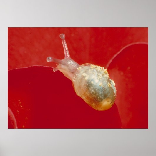 Kleine Schnecke Poster (Vorne)