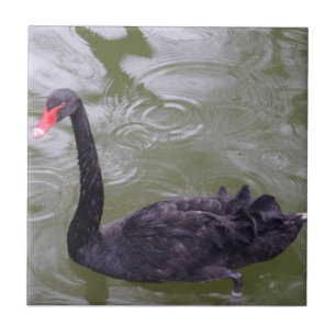 Kleine Schwanke (4,25" x 4,25") Keramik Foto Tile Fliese