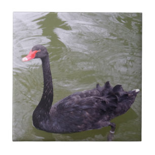 Kleine Schwanke (4,25" x 4,25") Keramik Foto Tile Fliese