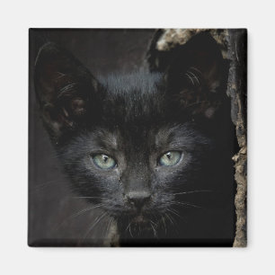 Kleine schwarze Miezekatze Magnet