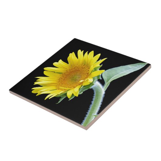 Kleine Sonnenblume Fliese (Seite)