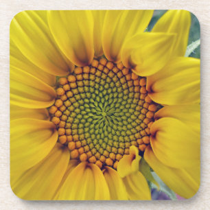 Kleine Sonnenblume Getränkeuntersetzer