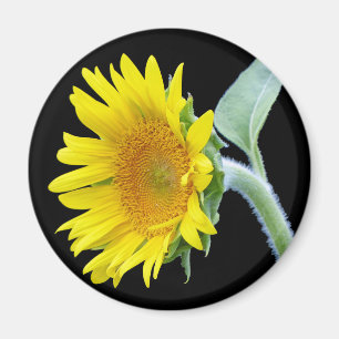 Kleine Sonnenblume Magnet