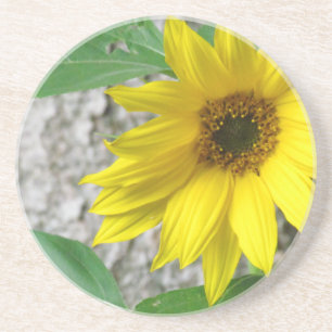 Kleine Sonnenblume Untersetzer