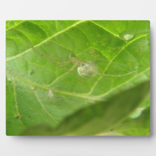 Kleine Spider Plaque Fotoplatte