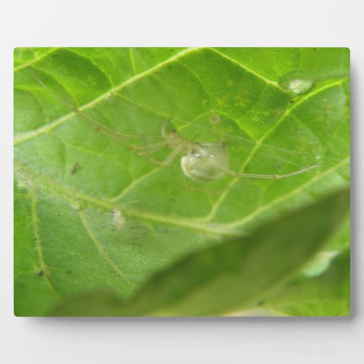 Kleine Spider Plaque Fotoplatte (Vorderseite)