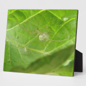 Kleine Spider Plaque Fotoplatte (Seite)