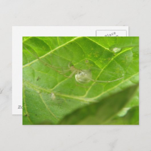 Kleine Spider Postkarte (Vorne/Hinten)