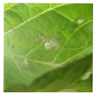 Kleine Spiderzange Fliese