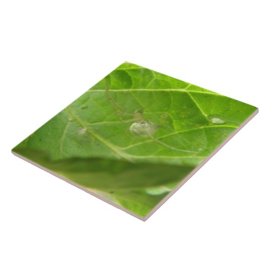 Kleine Spiderzange Fliese (Seite)