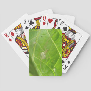Kleine Spinne Spielkarten