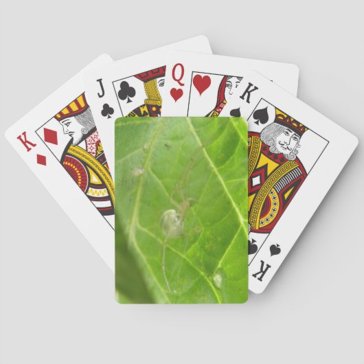 Kleine Spinne Spielkarten (Rückseite)
