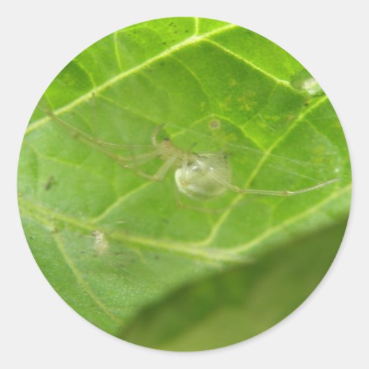 Kleine Spinnenkleber Runder Aufkleber (Vorderseite)