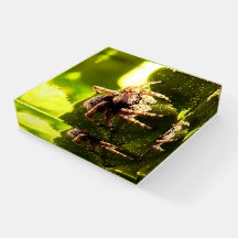 Kleine Springspinne
