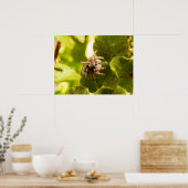 Kleine Springspinne Poster (Küche)