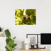 Kleine Springspinne Poster (Heimbüro)