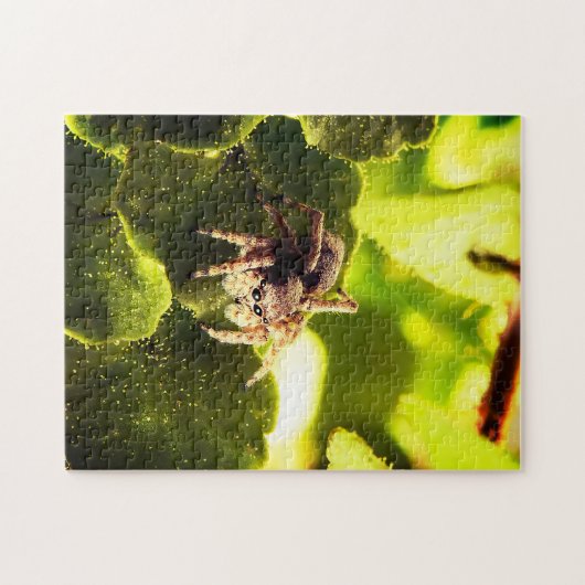 Kleine Springspinne Puzzle (Horizontal)