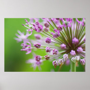 Kleine Sterne Poster