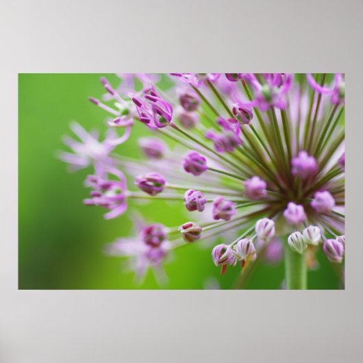 Kleine Sterne Poster (Vorne)