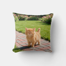 Kleine süße orange Katze