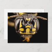 Kleine Tischlerbiene Nah Postkarte (Vorne/Hinten)