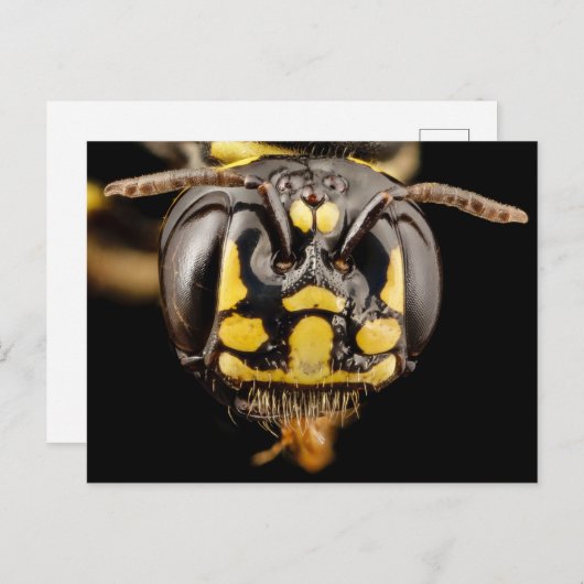 Kleine Tischlerbiene Nah Postkarte (Vorne/Hinten)