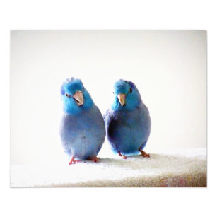 Kleine Vögel Die besten Freunde Foto Pazifik Parro