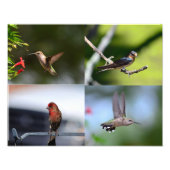 Kleine Vögel Fotodruck (Vorne)