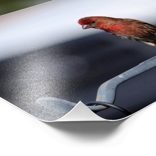 Kleine Vögel Fotodruck (Ecke)