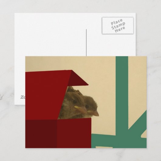 Kleine Vögel Postkarte (Vorne/Hinten)