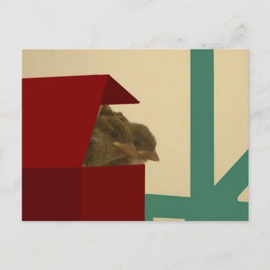Kleine Vögel Postkarte (Vorderseite)