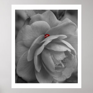 Kleine Wanze nach einer Blume Poster