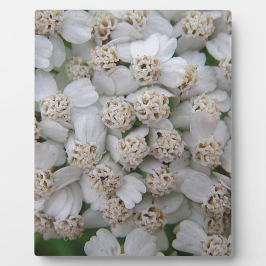 Kleine weiß Wildblüten Fotoplatte (Vorderseite)