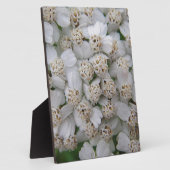 Kleine weiß Wildblüten Fotoplatte (Seite)