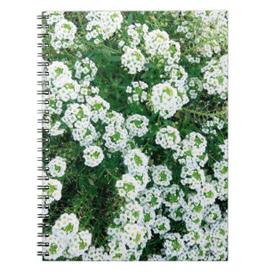 Kleine weiße Blume im Gras, tagsüber in Notizblock