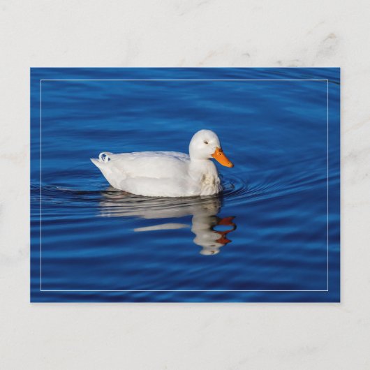 Kleine weiße Ente in geflecktem Wasser Postkarte (Vorderseite)