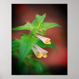 Kleine Weiße Wald-Wildblume Nahaufnahme Poster