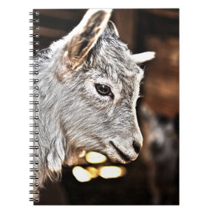 Kleine Ziege Getty Bild-  Notizblock