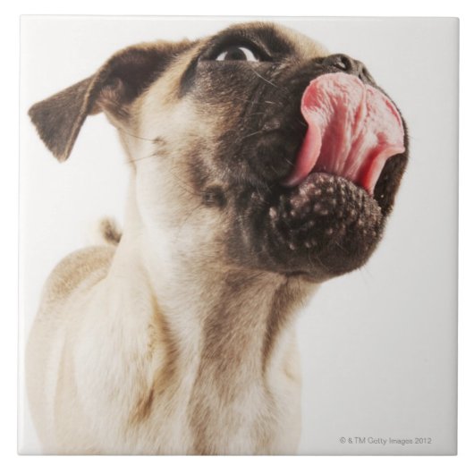 Kleine Zucht des Hundes mit kurzem Muzzled Gesicht Fliese (Vorderseite)