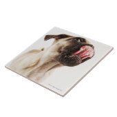 Kleine Zucht des Hundes mit kurzem Muzzled Gesicht Fliese (Seite)