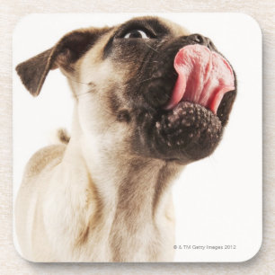 Kleine Zucht des Hundes mit kurzem Muzzled Gesicht Untersetzer