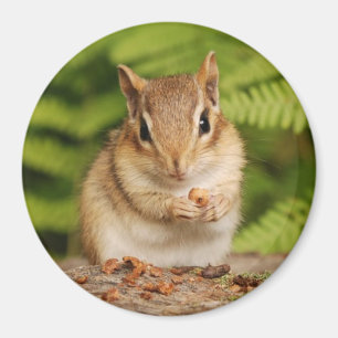kleiner Baby Chipmunk Magnet